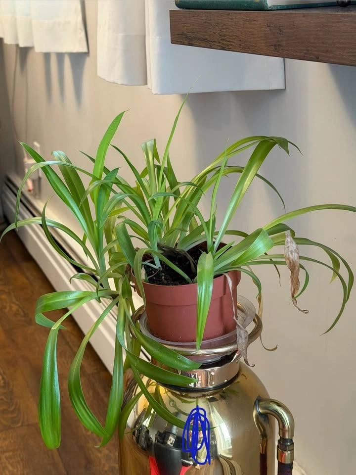 Plants - photo 2