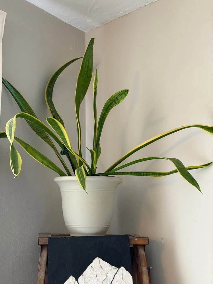 Plants - photo 3