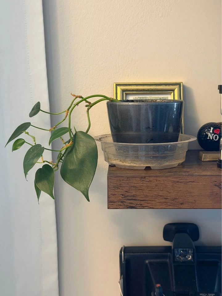 Plants - photo 4