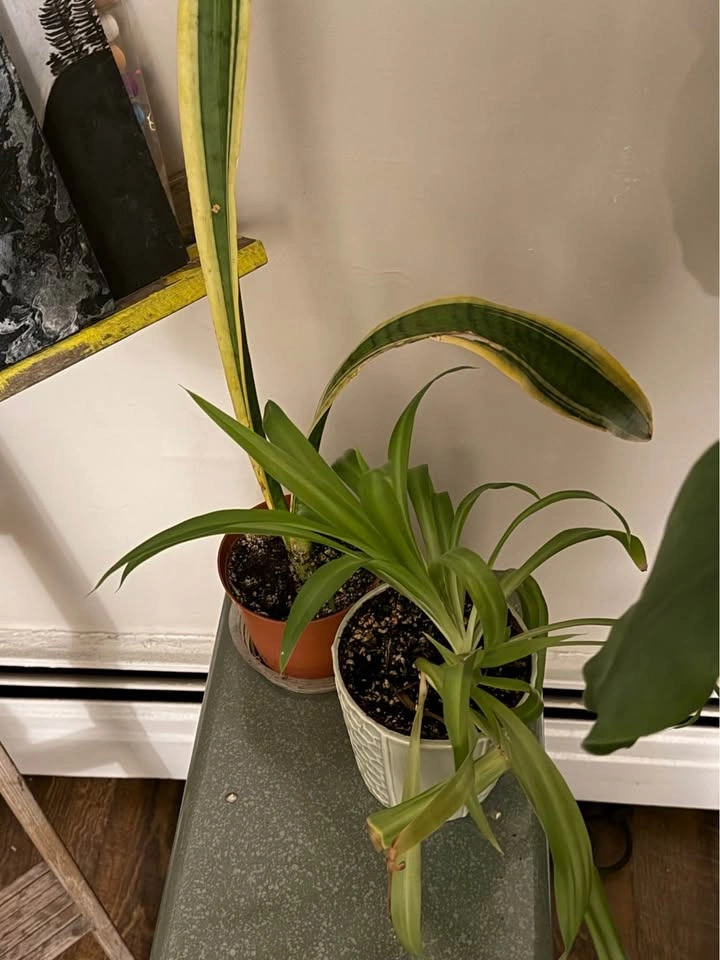 Plants - photo 5