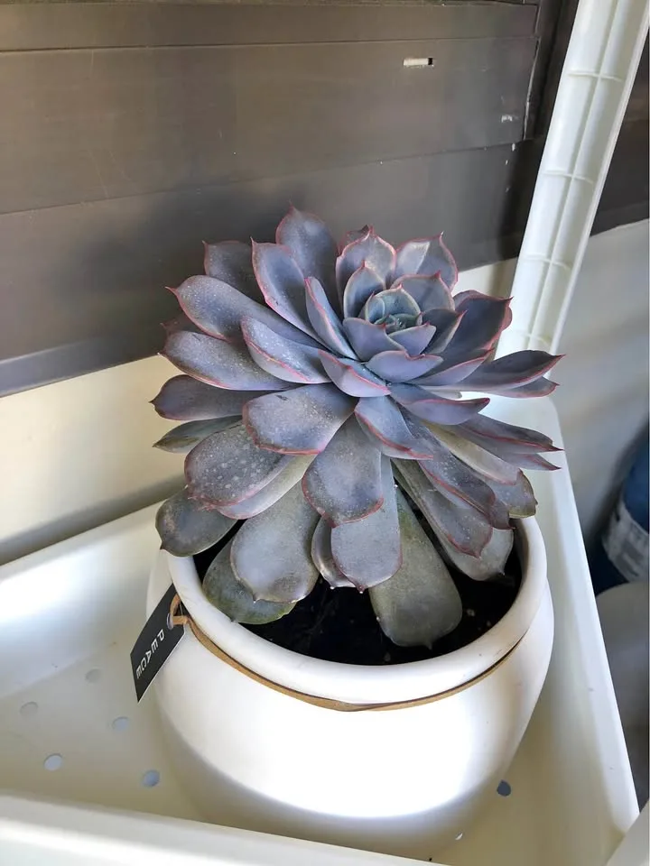 Purple Echeveria Succulent thumbnail