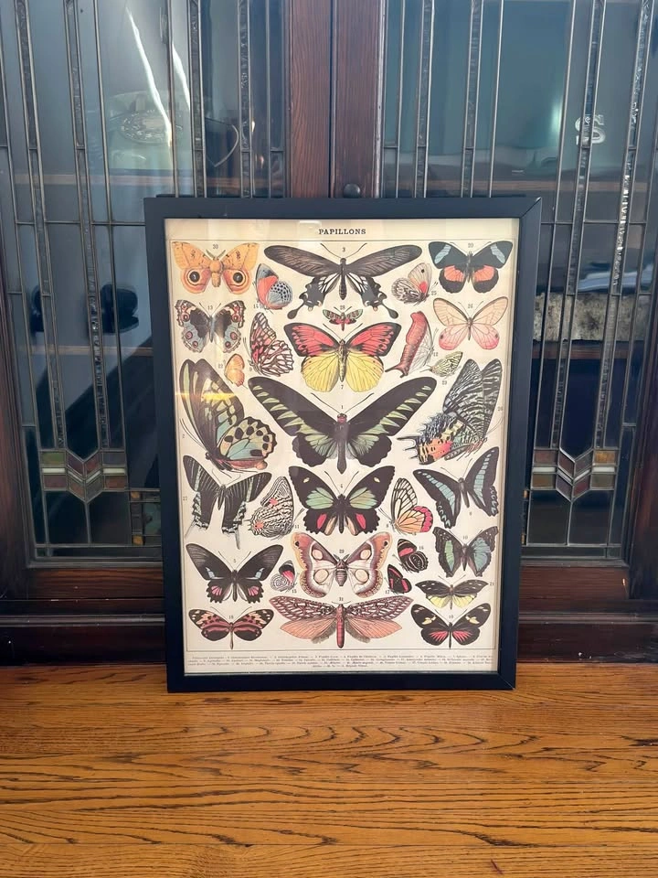 Framed Vintage Butterfly & Moth Chart ("Papillons")