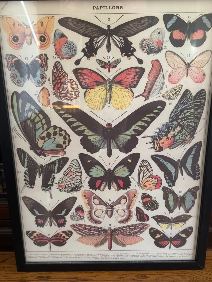 Framed Vintage Butterfly & Moth Chart ("Papillons") - photo 2