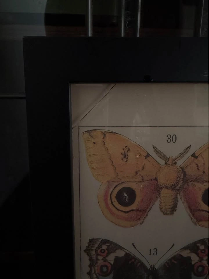 Framed Vintage Butterfly & Moth Chart ("Papillons") - photo 3