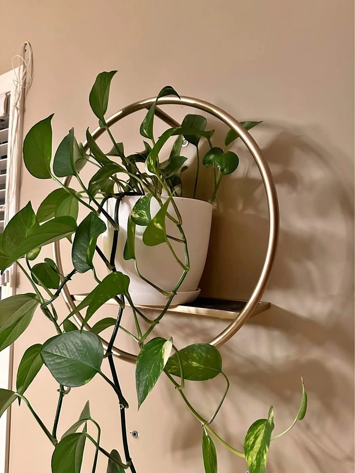 Plant hanger