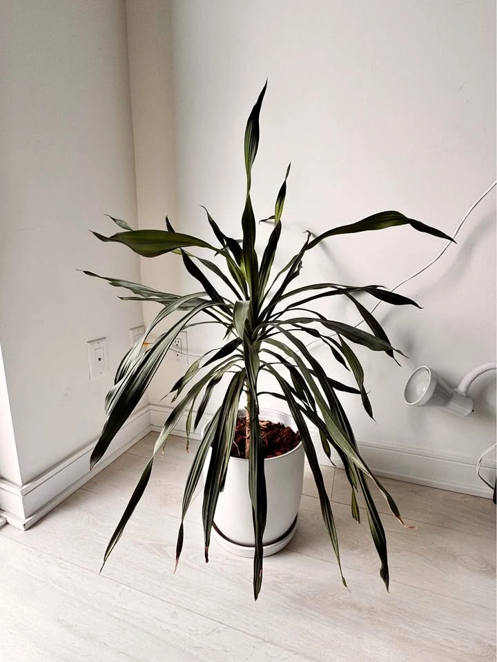 Plant - Dracaena Plant in White Ceramic Pot 36” tall