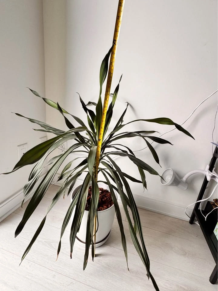 Plant - Dracaena Plant in White Ceramic Pot 36” tall - photo 2