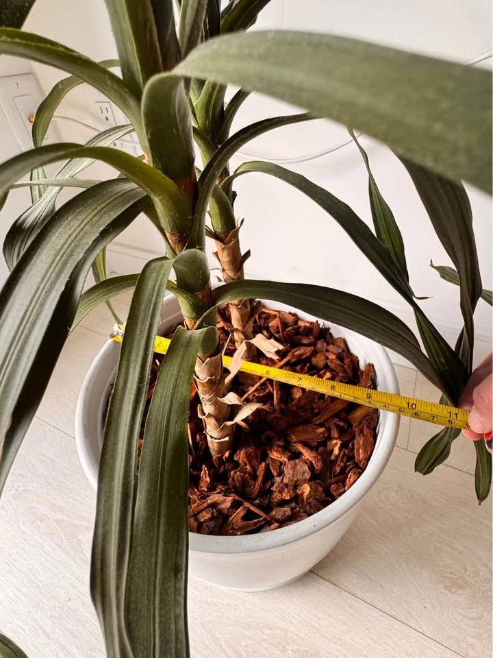 Plant - Dracaena Plant in White Ceramic Pot 36” tall - photo 3
