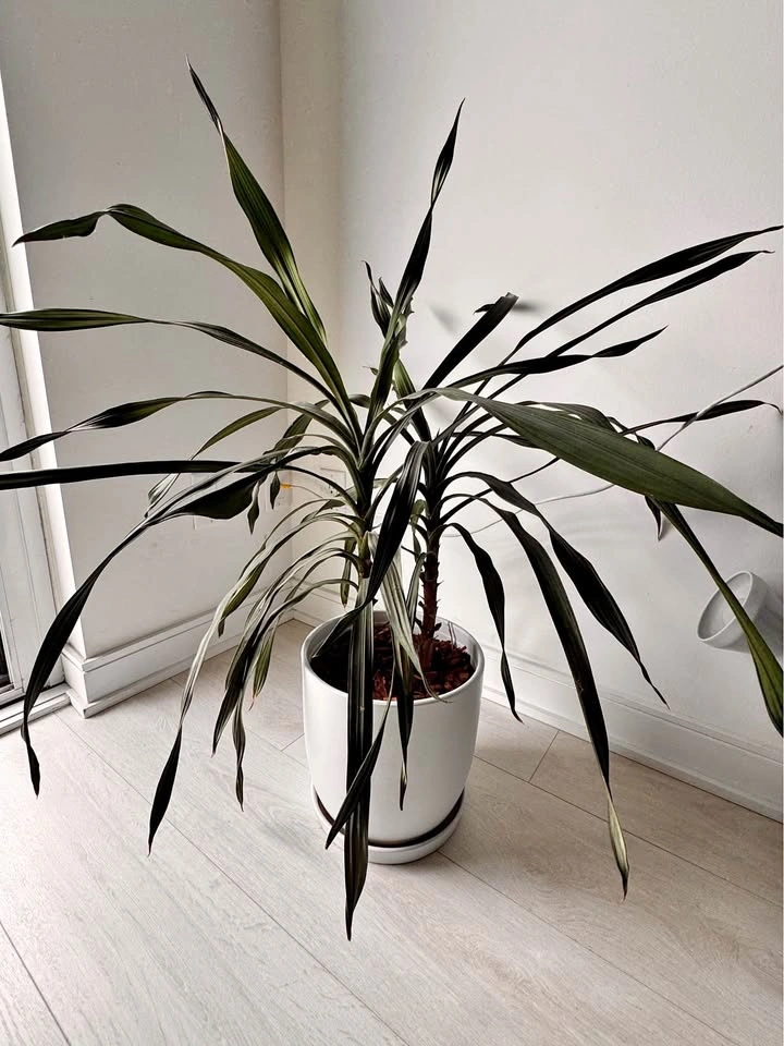 Plant - Dracaena Houseplant with Ceramic Pot 44” tall