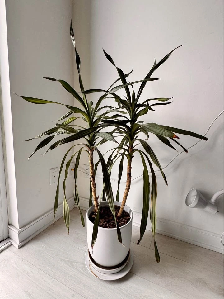 Plant - Dracaena Houseplant with Ceramic Pot 44” tall - photo 2