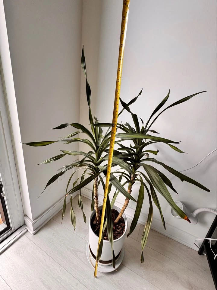 Plant - Dracaena Houseplant with Ceramic Pot 44” tall - photo 3