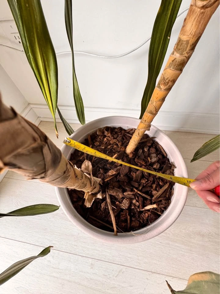 Plant - Dracaena Houseplant with Ceramic Pot 44” tall - photo 4