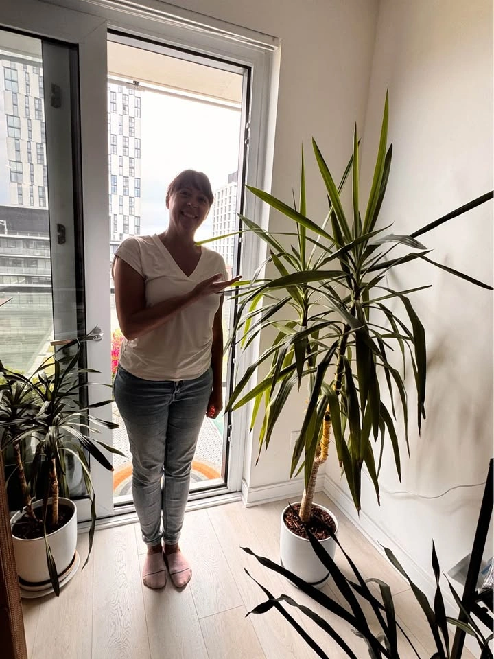 Plant - Tall Yucca Plant in White Pot