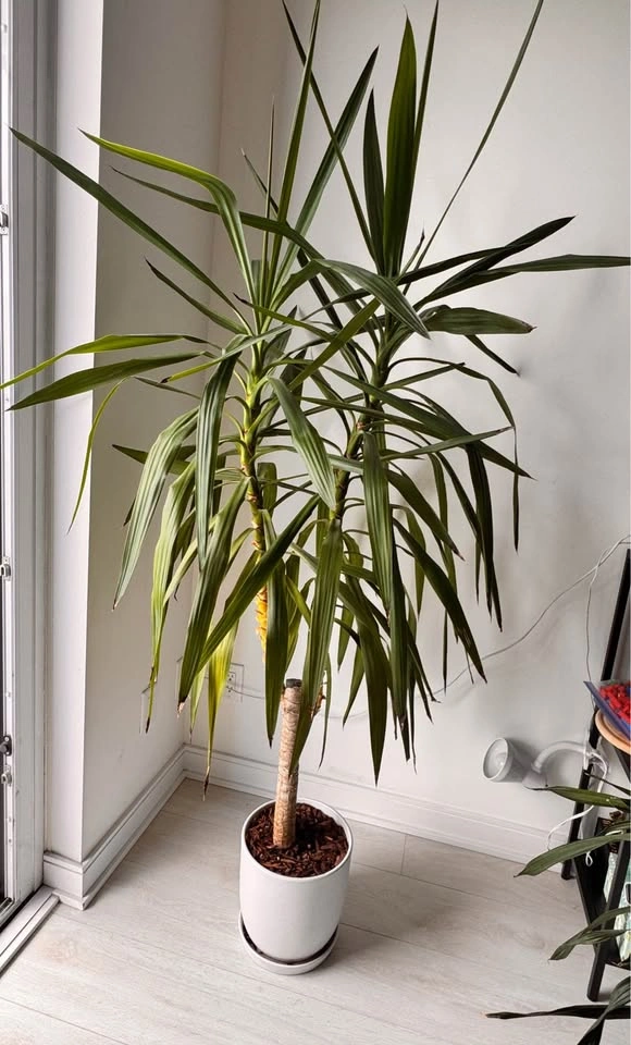 Plant - Tall Yucca Plant in White Pot - photo 2