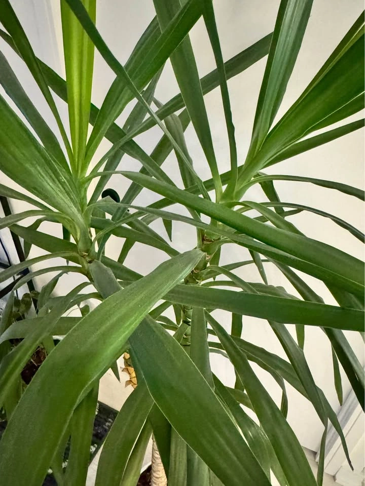 Plant - Tall Yucca Plant in White Pot - photo 3