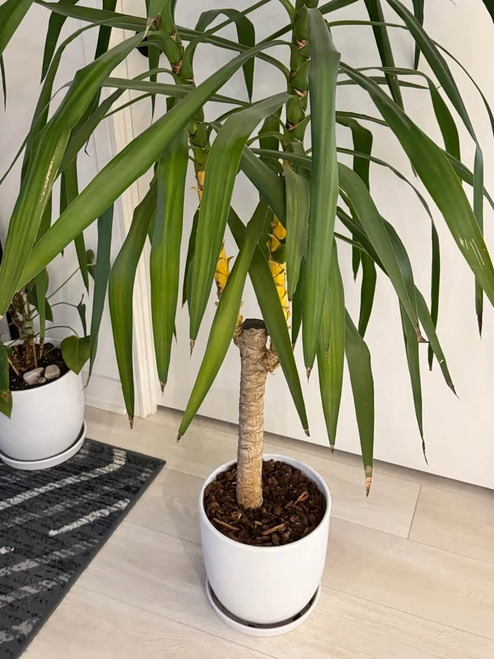 Plant - Tall Yucca Plant in White Pot - photo 4