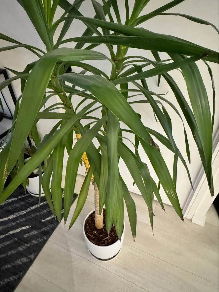 Plant - Tall Yucca Plant in White Pot - photo 5