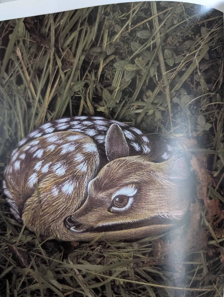 The Art of Painting Animals on Rocks by Lin Wellford - photo 4