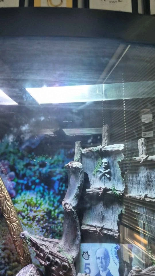 Bowfront Aquarium with Matching Stand - photo 3