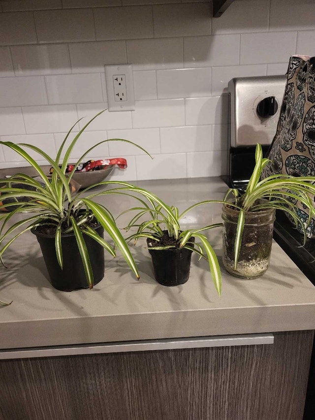 Spider plants OBO or trade