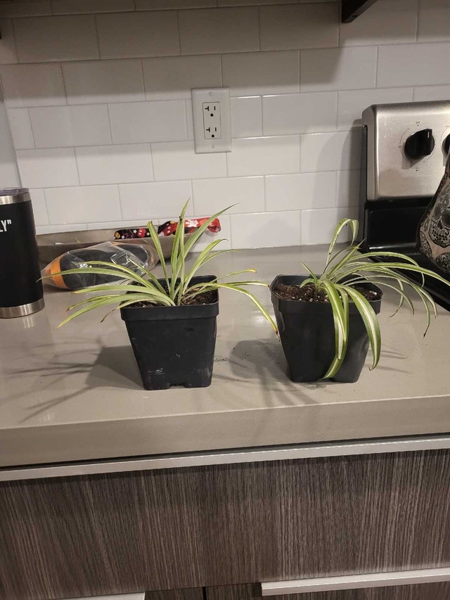 Spider plants OBO or trade - photo 2