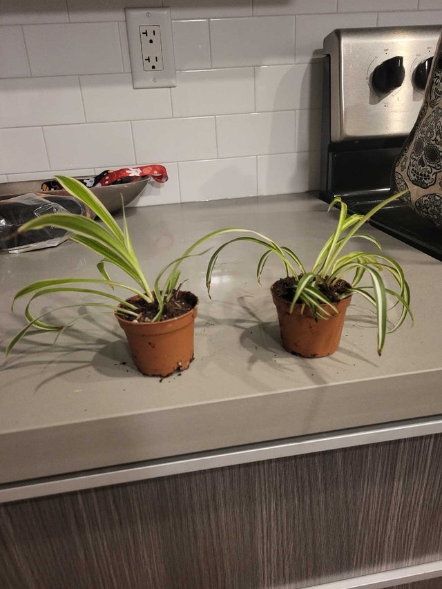 Spider plants OBO or trade - photo 3