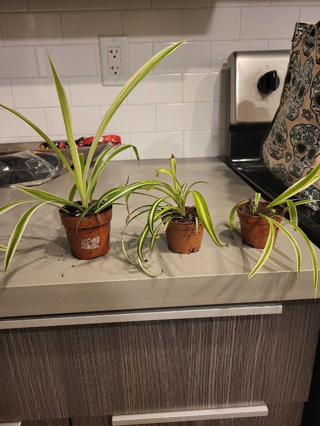 Spider plants OBO or trade - photo 4