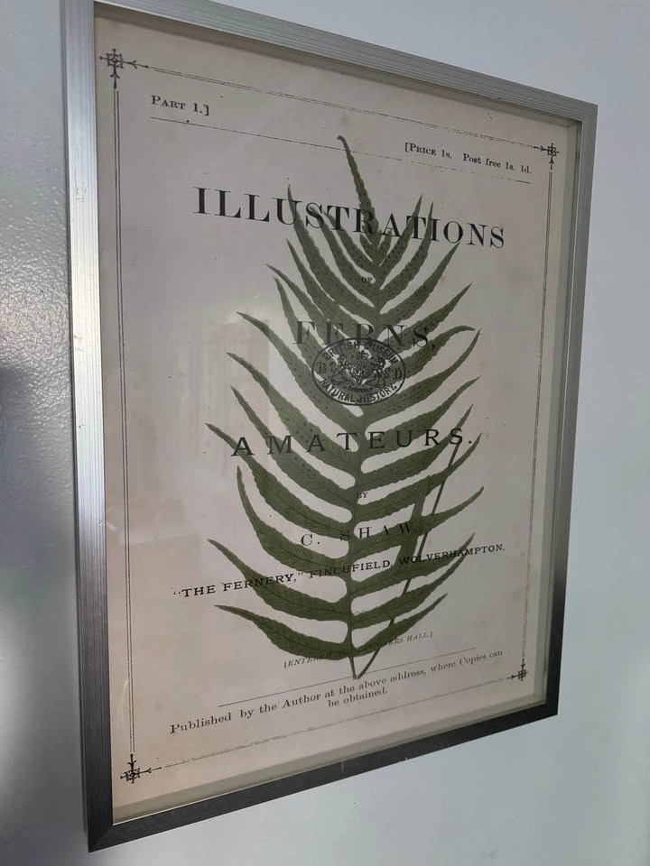 Framed Vintage Botanical Fern Print - photo 4