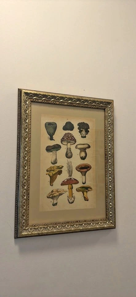 Vintage Framed Mushroom Artwork