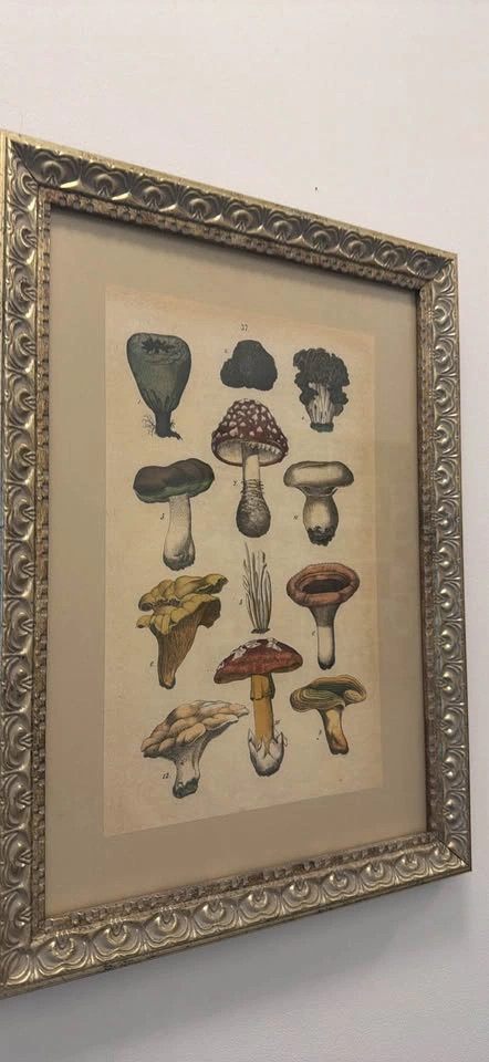 Vintage Framed Mushroom Artwork - photo 2