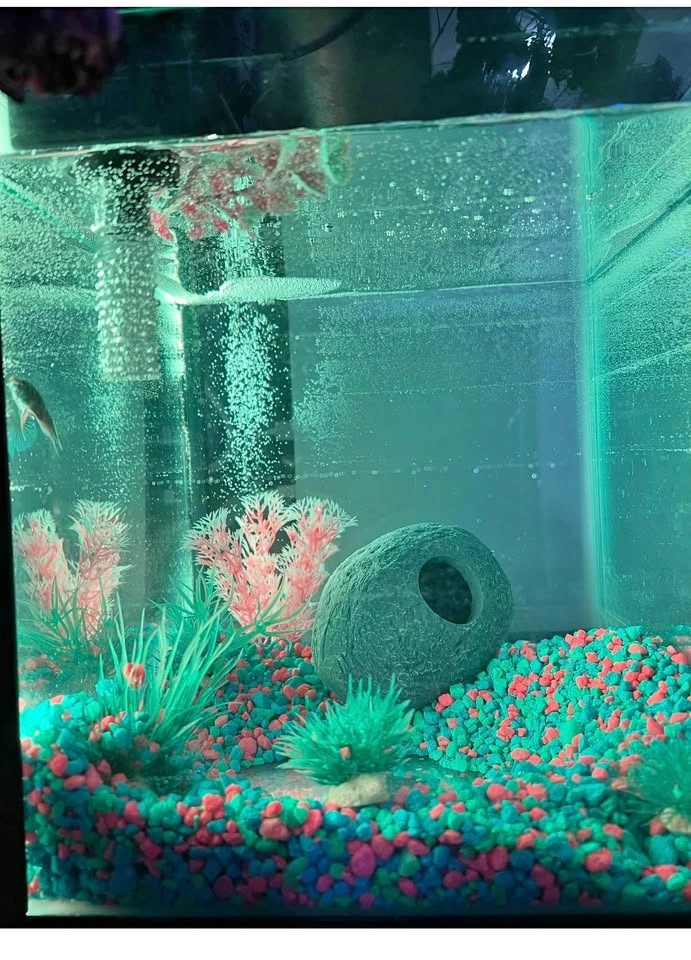 5-Gallon Fish Tank
