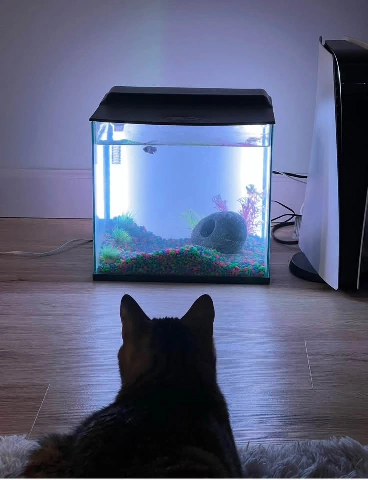 5-Gallon Fish Tank - photo 2