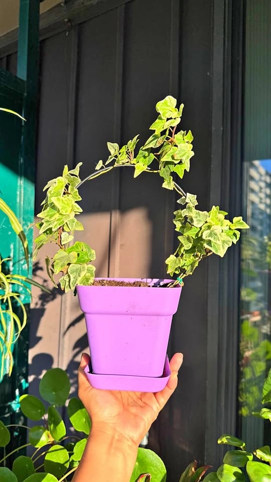 Variegated English Ivy topiary with Hoop Trellis and Purple Pot