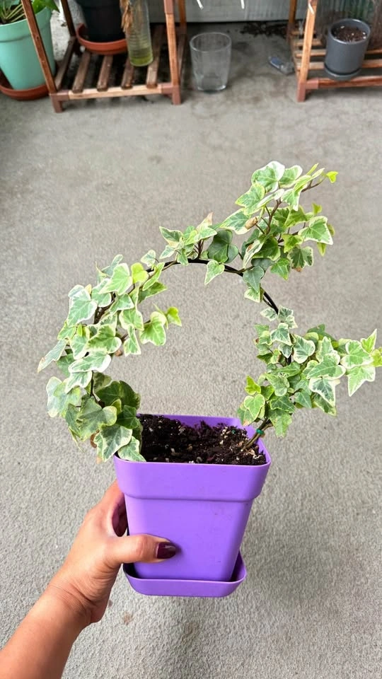 Variegated English Ivy topiary with Hoop Trellis and Purple Pot - photo 2