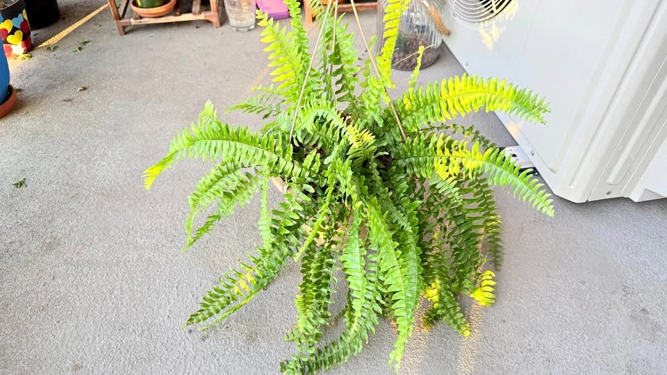 Boston Fern in Hanging Basket