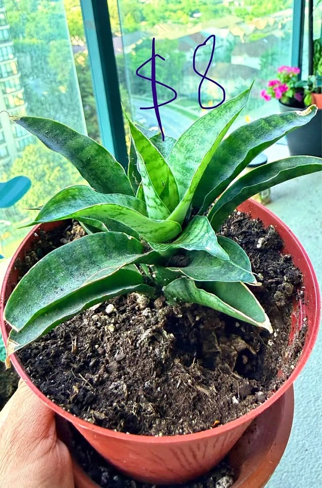 Varieties of Snake plants for sale