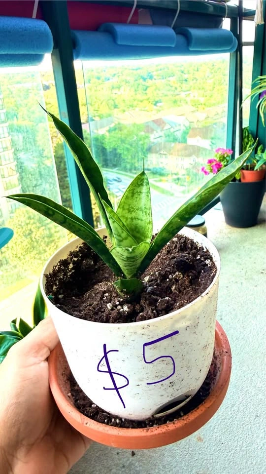 Varieties of Snake plants for sale - photo 2