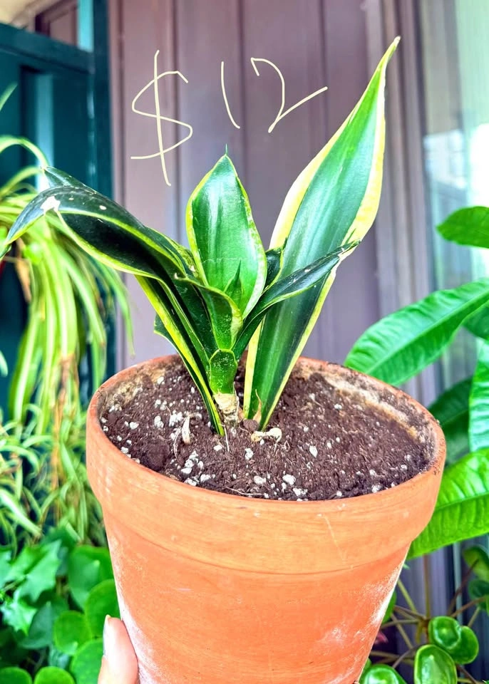 Varieties of Snake plants for sale - photo 3