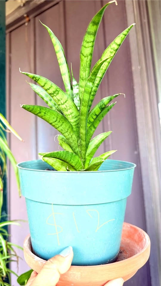 Varieties of Snake plants for sale - photo 4