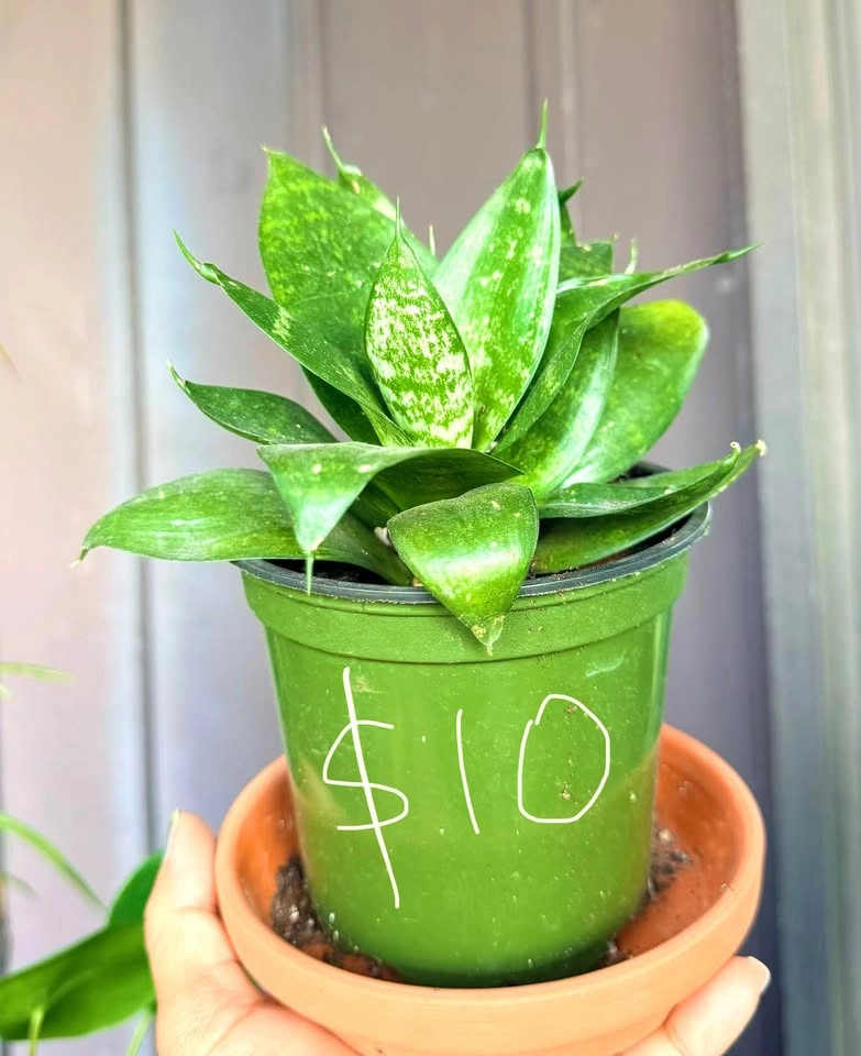 Varieties of Snake plants for sale - photo 5