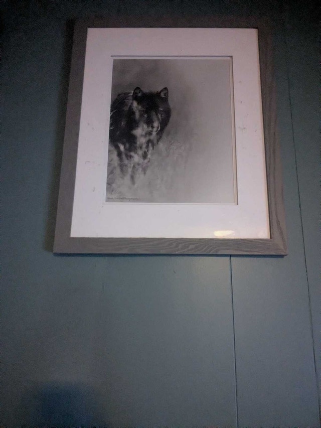 wolf picture