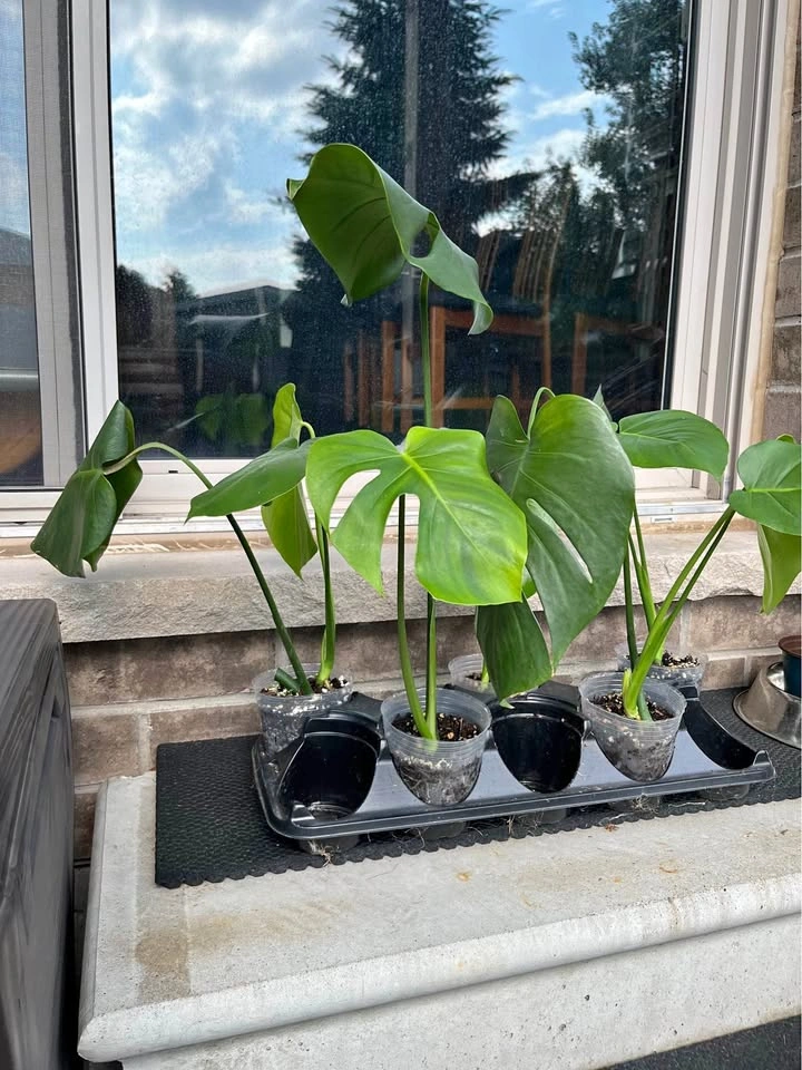 Rooted Monstera Deliciosa - 4 inch pot