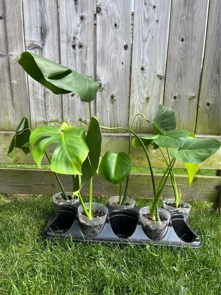 Rooted Monstera Deliciosa - 4 inch pot - photo 2