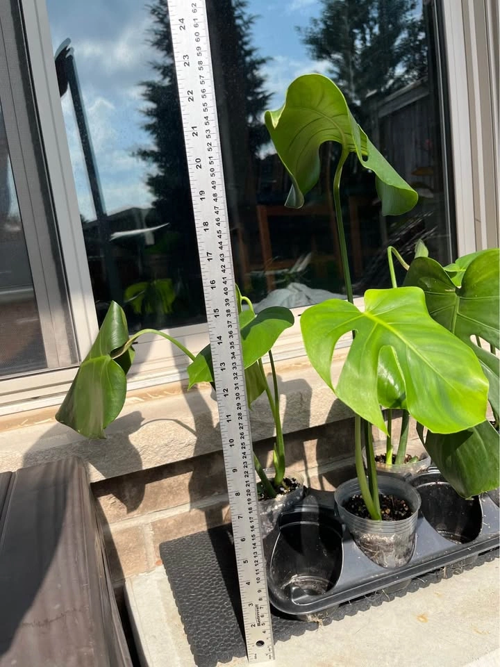 Rooted Monstera Deliciosa - 4 inch pot - photo 3