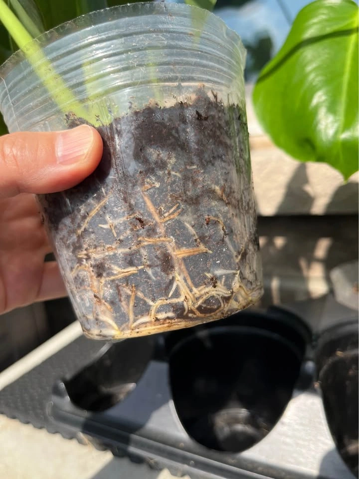 Rooted Monstera Deliciosa - 4 inch pot - photo 4