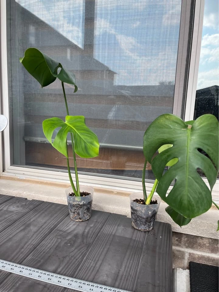 Rooted Monstera Deliciosa - 4 inch pot - photo 5