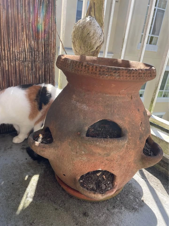 Vintage Terracotta Strawberry Pot with Soil + Dormant Strawberry - photo 2