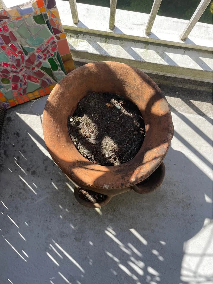 Vintage Terracotta Strawberry Pot with Soil + Dormant Strawberry - photo 3