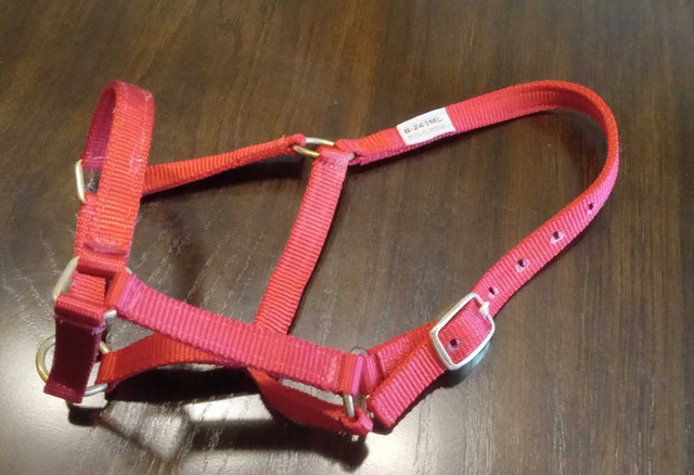 Foal Halter