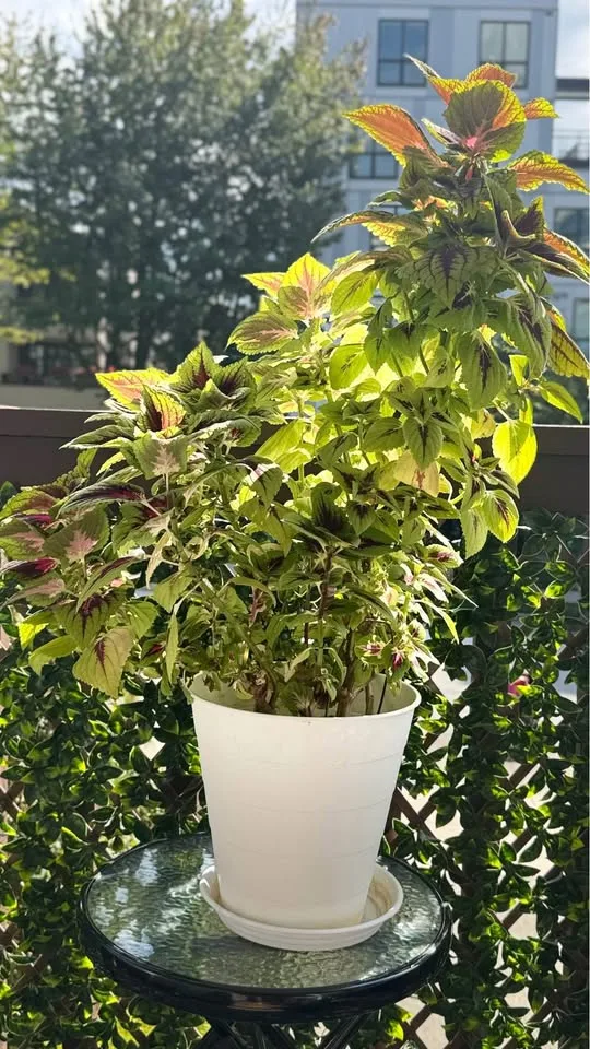 Coleus Planters image indicator(2)